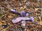 Sötétlila pókhálósgomba (Cortinarius violaceus), Őrség